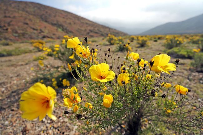 Desert flowers